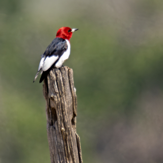 Woodpecker on Fencepost