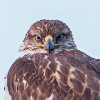 Red Tail Hawk Glaring 1