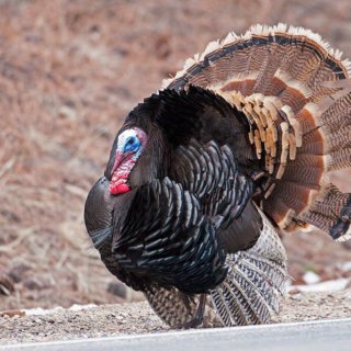 Roadside Turkey Tom RMNP