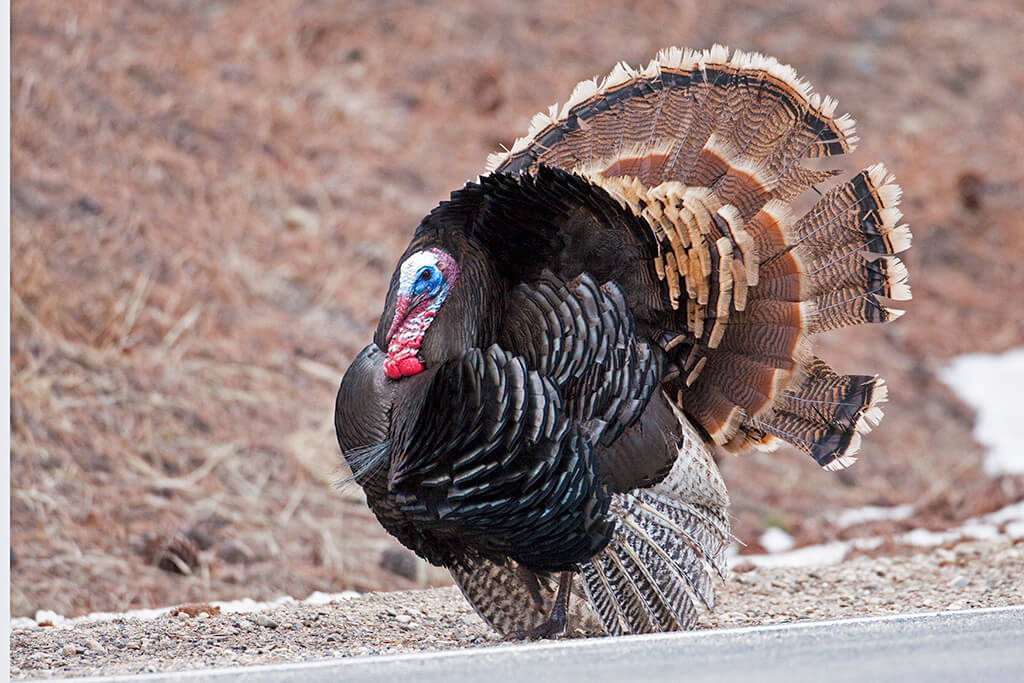 Roadside Turkey Tom RMNP
