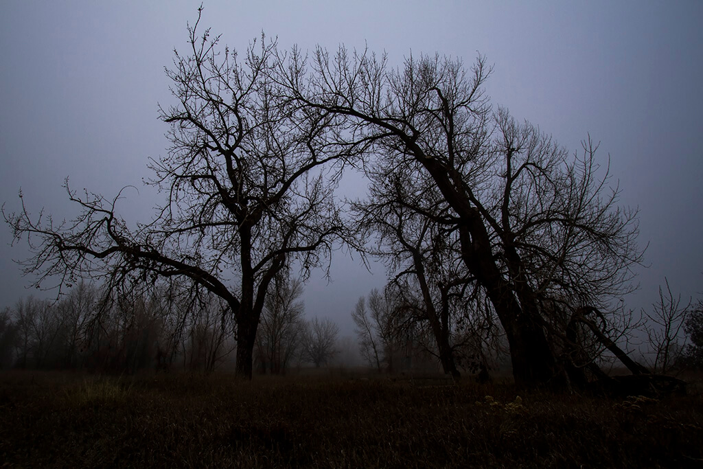 Running Deer Oak Trees in Fog