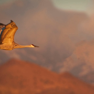Sandhill Crane Clouds Mountain