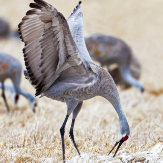 Sandhill Crane Displaying 72p