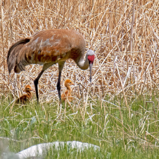 Sandhill Crane and Chicks