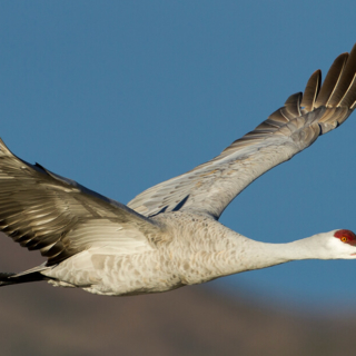 Sandhill Crane in Flight Close Up