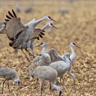 Dancing Sandhill Cranes