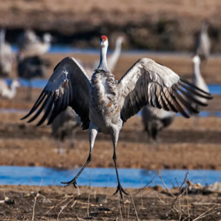 Sandkill crane dancing Kearney