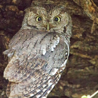 Screech Owl Momma 2