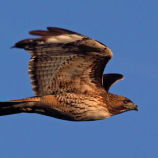Sharp-shinned hawk Loveland