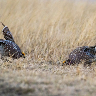 Sharptail Grouse Face Off Ft Pierre Natl Grasslands SD