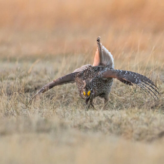 Sharptail Grouse Ft Pierre Natl Grasslands