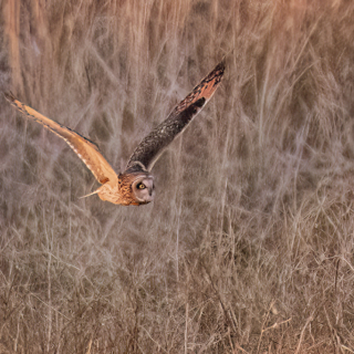 Short Eared Owl flying