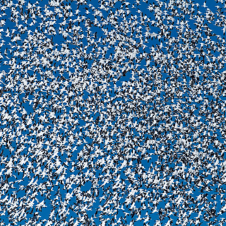 Snow Geese Blastoff Sterling Reservoir