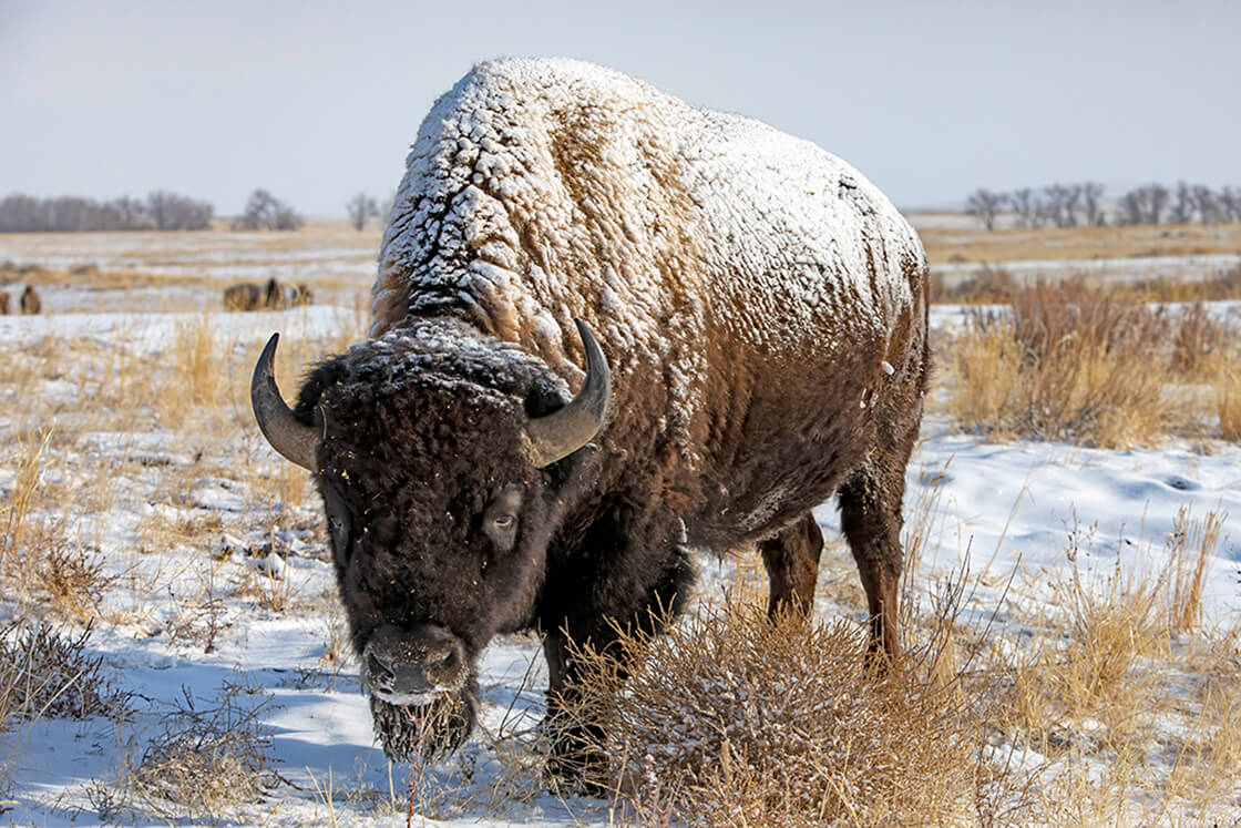 Snow-covered Bull Bison