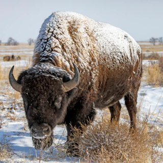 Snow-covered Bull Bison Snow-covered Bull Bison