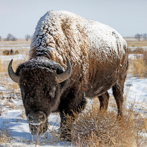 Snow-covered Bull Bison