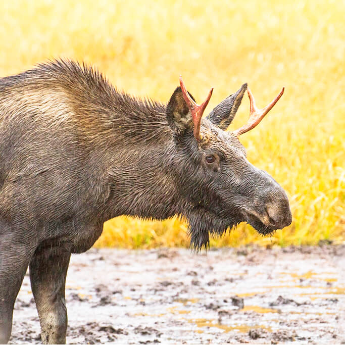 Spike Bull Moose
