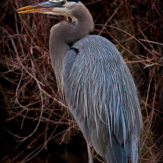 Standing Blue Heron Bosque