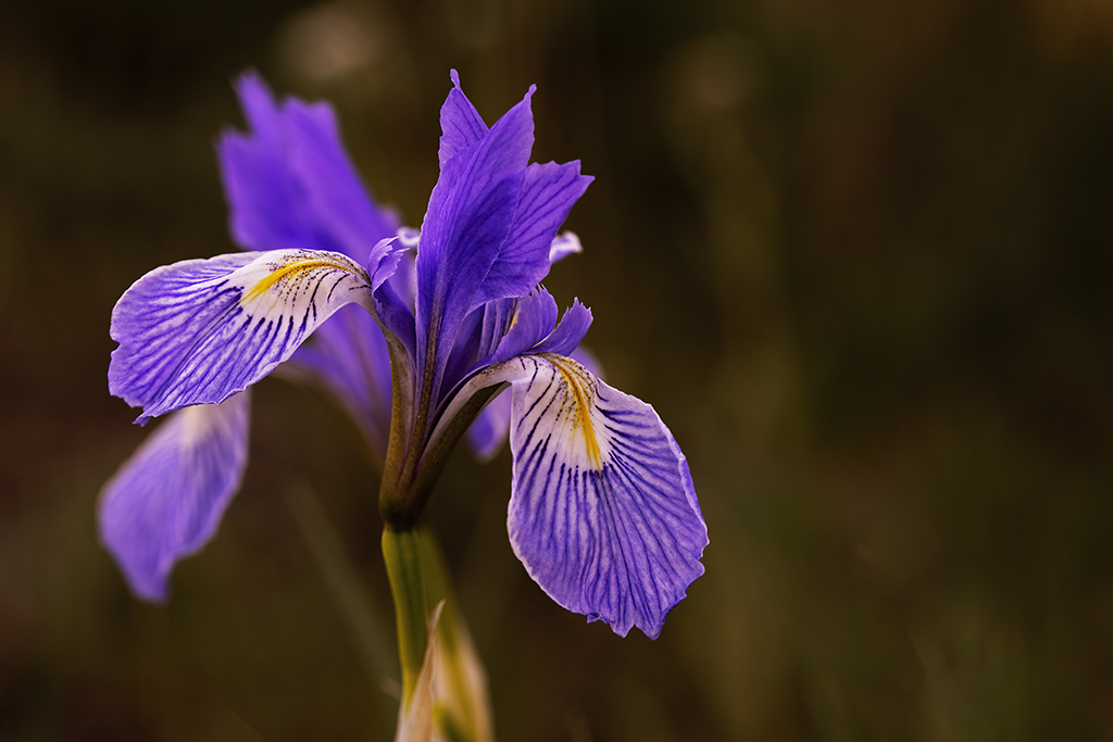 Wild iris