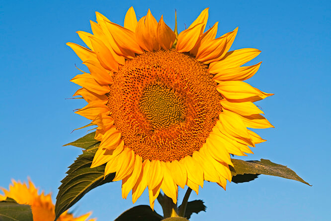 Sunflower and Morning Sky 2