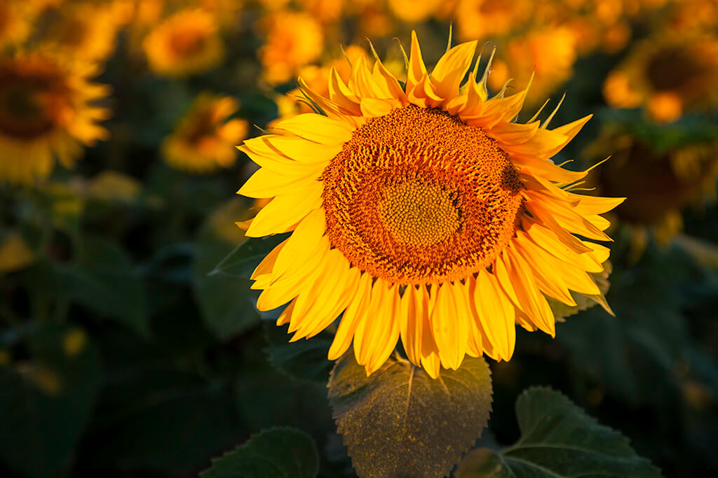 Sunflower in the Morning