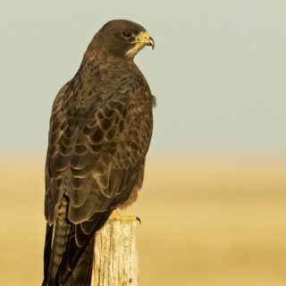 Swainson's Hawk Pawnee National Grasslands