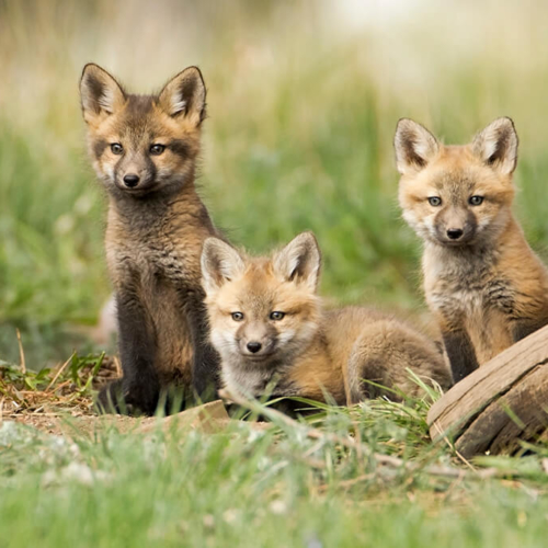 Three Fox Kits