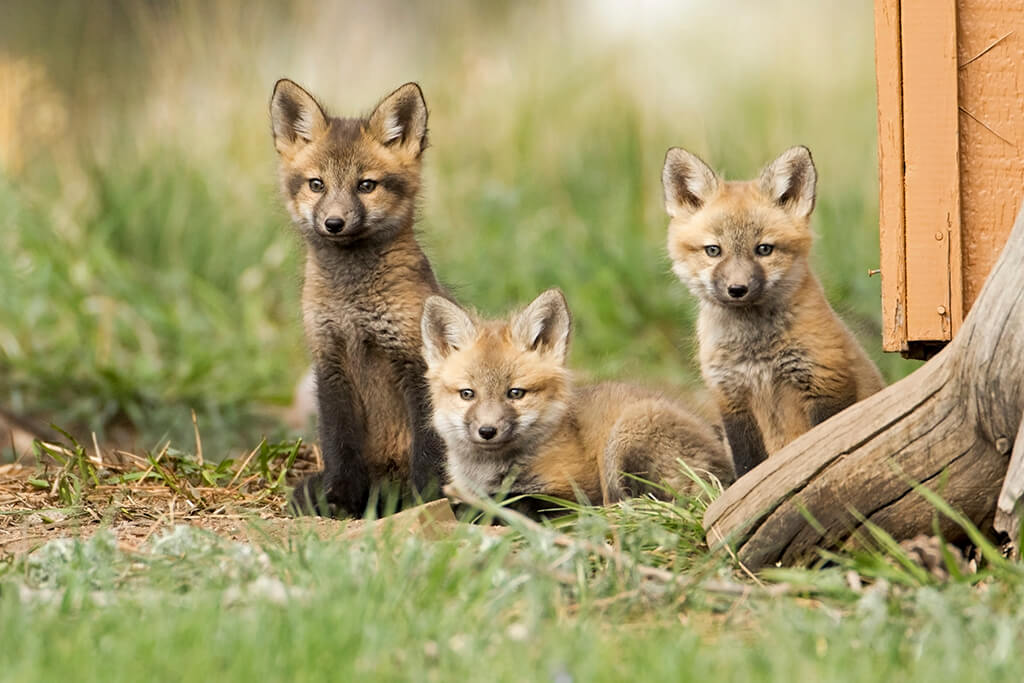 Three Fox Kits