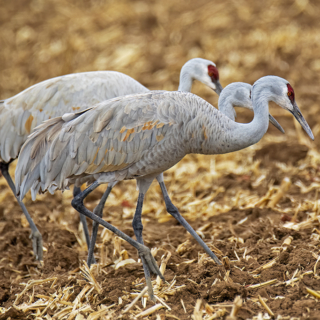 Sandhill Crane family