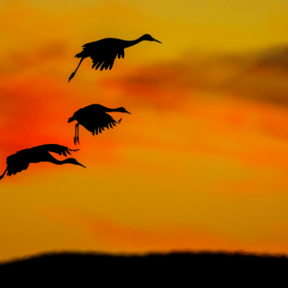 Three Sandhill Cranes Landing at Sunset