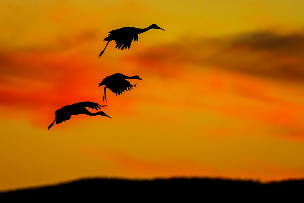 Three Sandhill Cranes Landing at Sunset