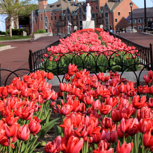 Tulips Boston