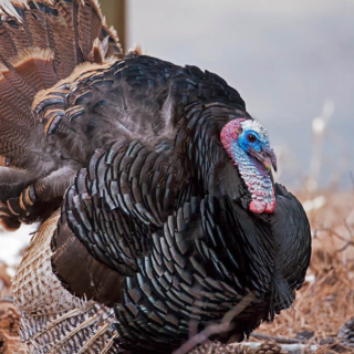 Turkey Tom Strutting RMNP