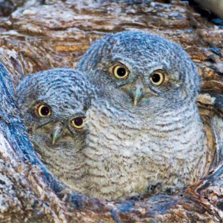 Two Eastern Screech Owl Babies