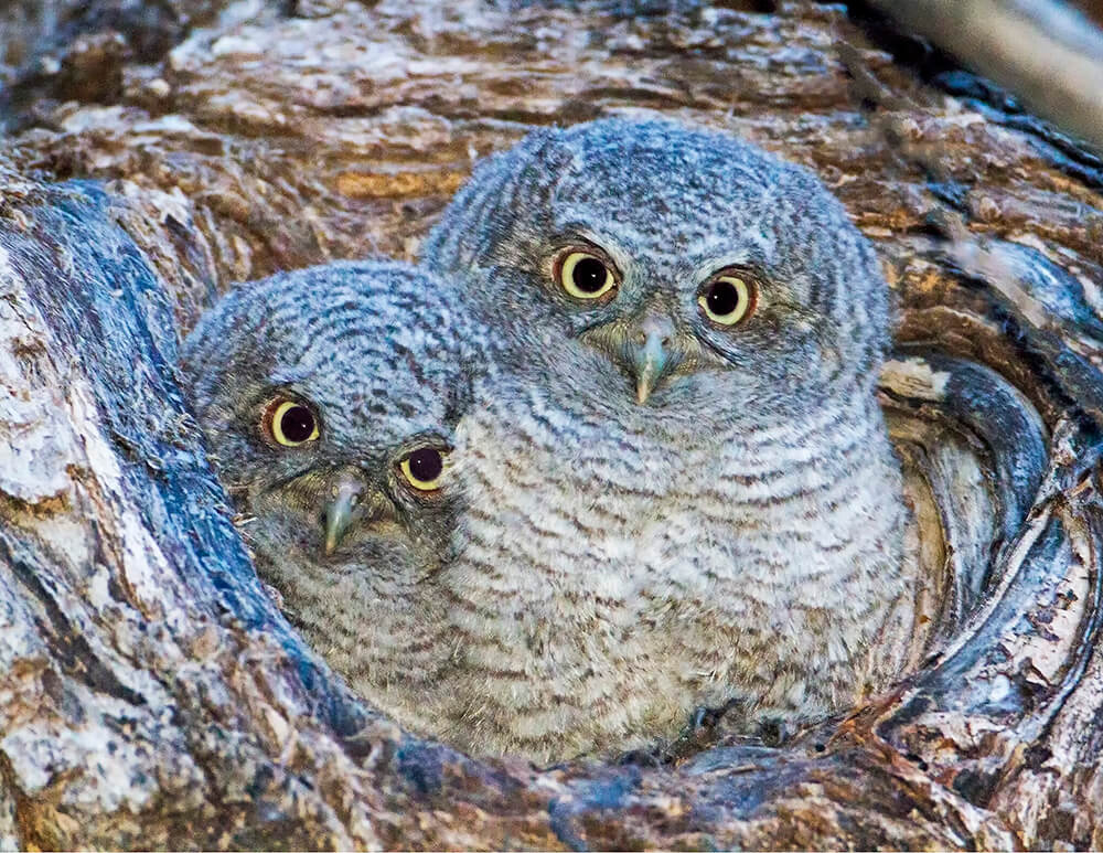 Two Eastern Screech Owl Babies
