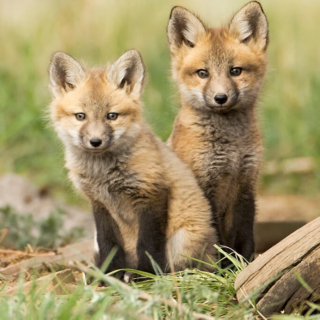 Two Fox Kits Two Fox Kits