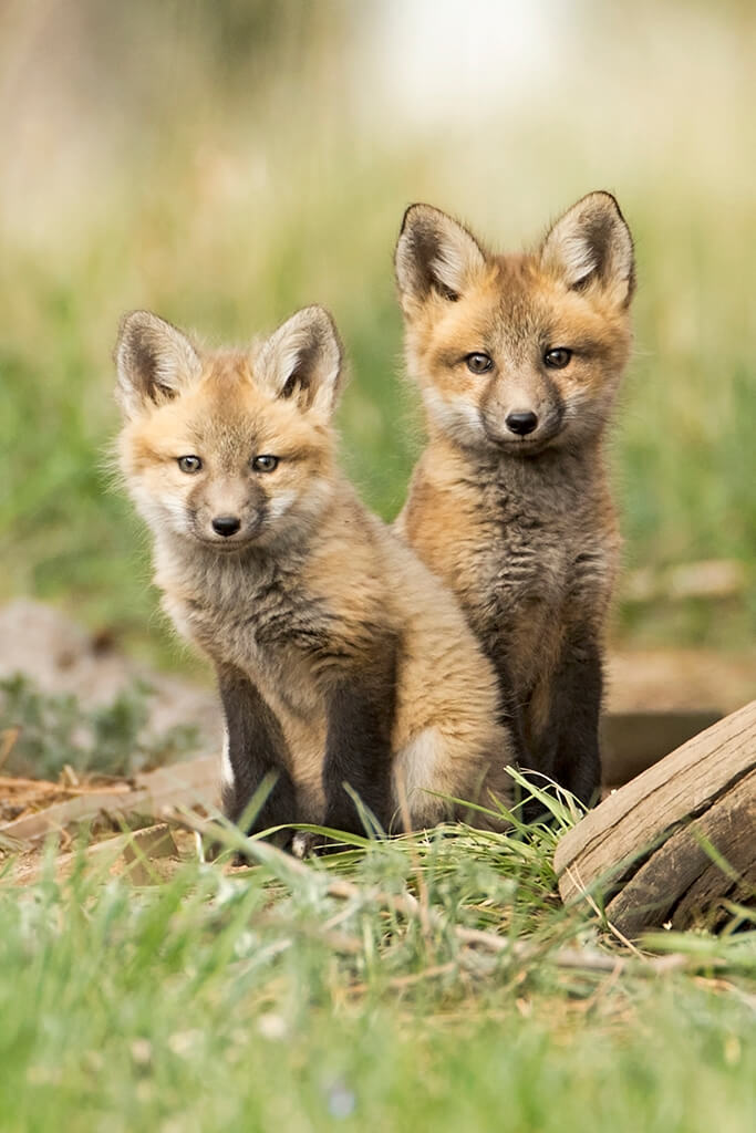 Two Fox Kits