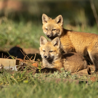 Two Fox Kits Two Fox Kits