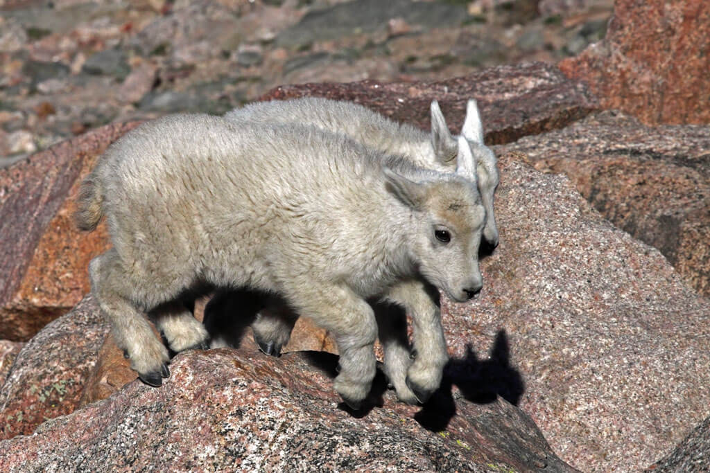 Two Mountain Goat Kids Jumping