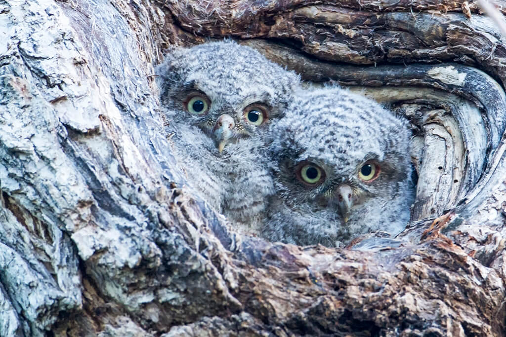 Two Screech Owl Babies
