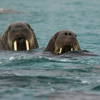 Two Walruses in Water Two Walruses in Water