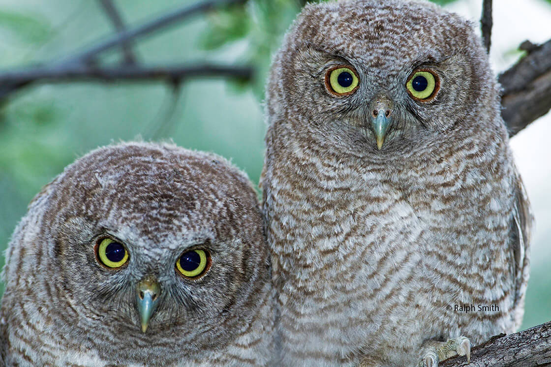 Two Juvenile Screech Owls
