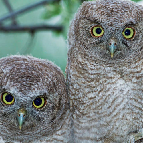 Two juvenile screech owls