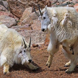 Two Mountain Goats Sparring Two mountain goats sparring 7 5 2011