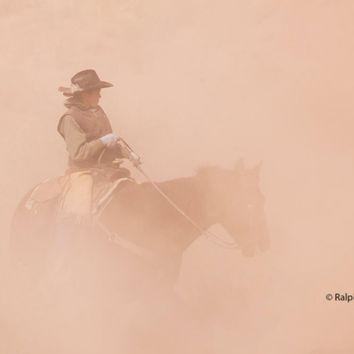 Utah Cattle Drive Dusty Cowboy