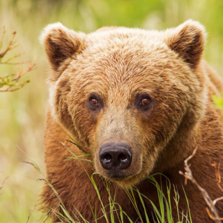 Very Large Bear Close-Up Very Large Bear Close Up 72p