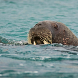 Walrus in the Water Walrus in the Water