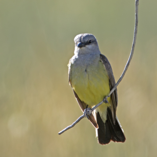 Western Kingbird perched