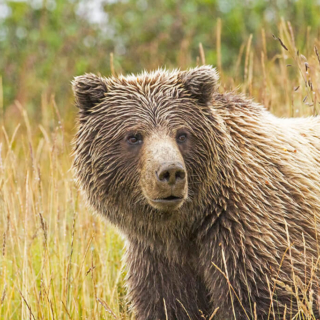 Wet Grizzly Wet Grizzly Denali