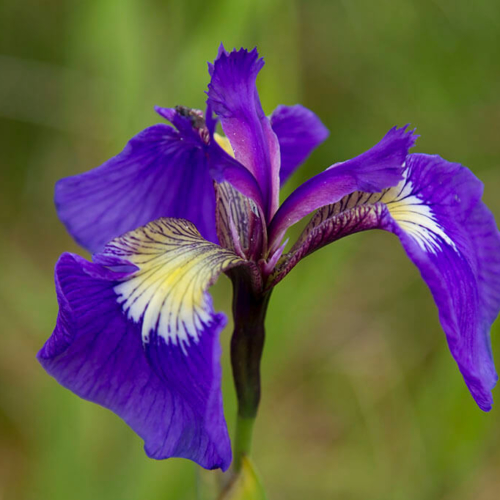 Wild Iris Kenai Fjords National Park